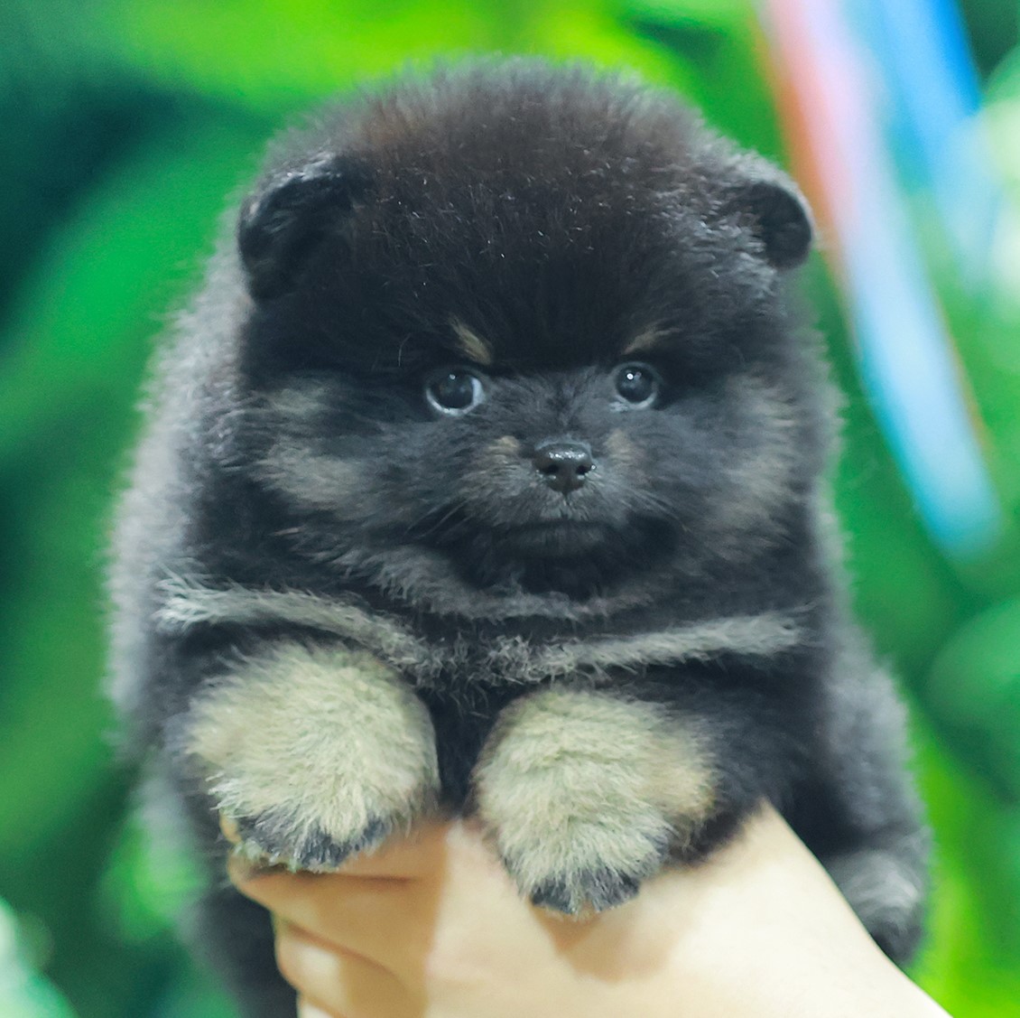 ปอมแท้ ปอมเมอเรเนียน HRF-68588 เพศหญิง สีแบล็คแทน อายุ 2 เดือน หน้าตาน่ารัก ขาสั...