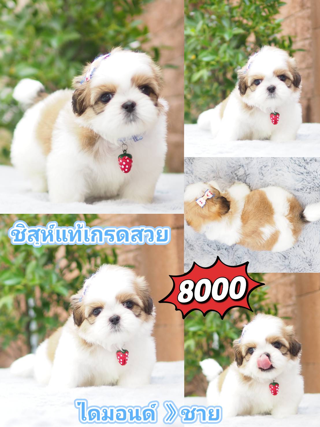 Shihtzu