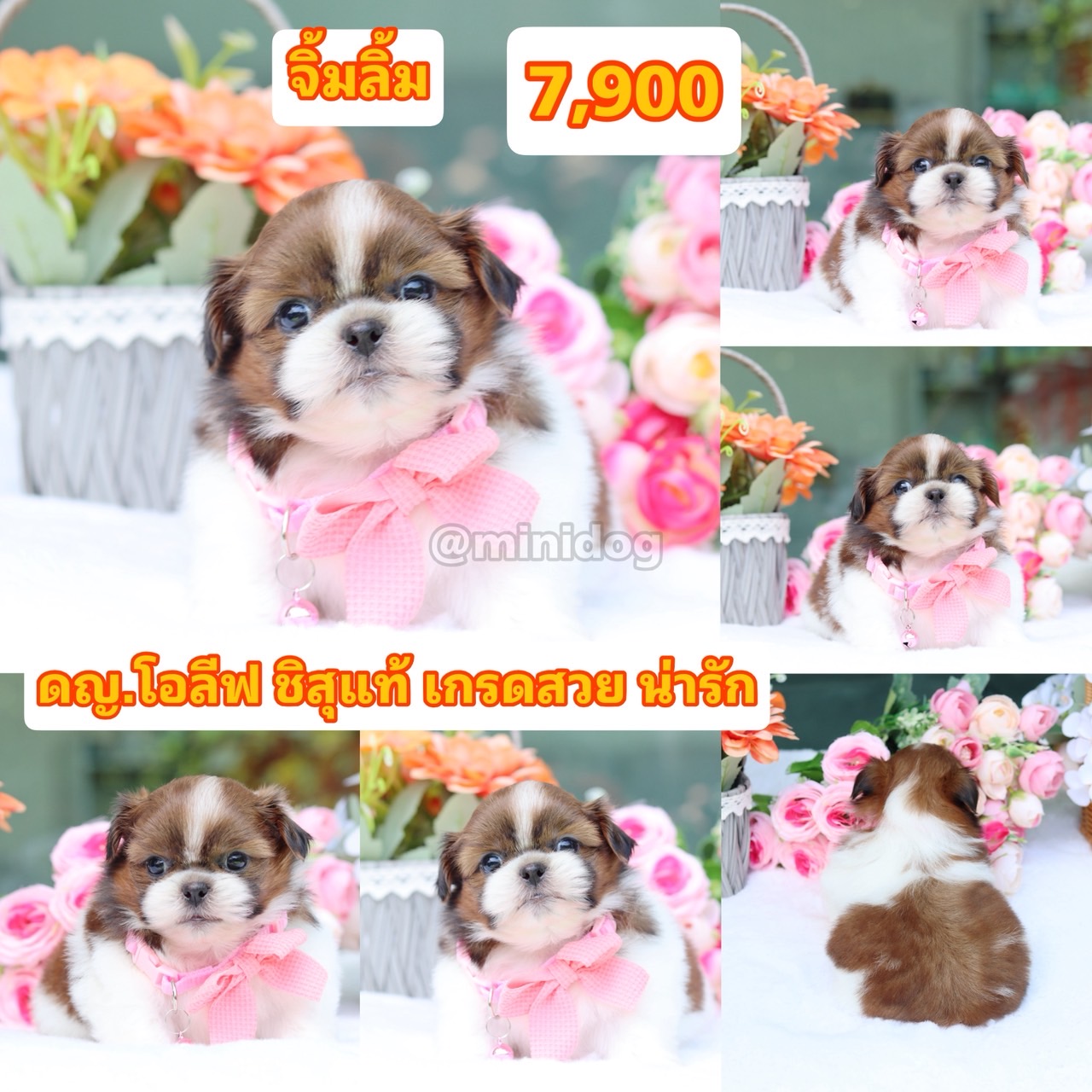ชิสุแท้เกรดสวย