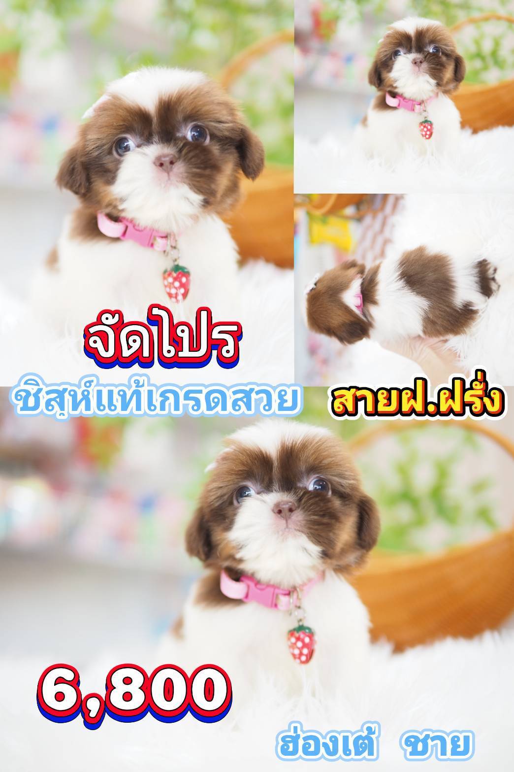 ชิสุ 6800