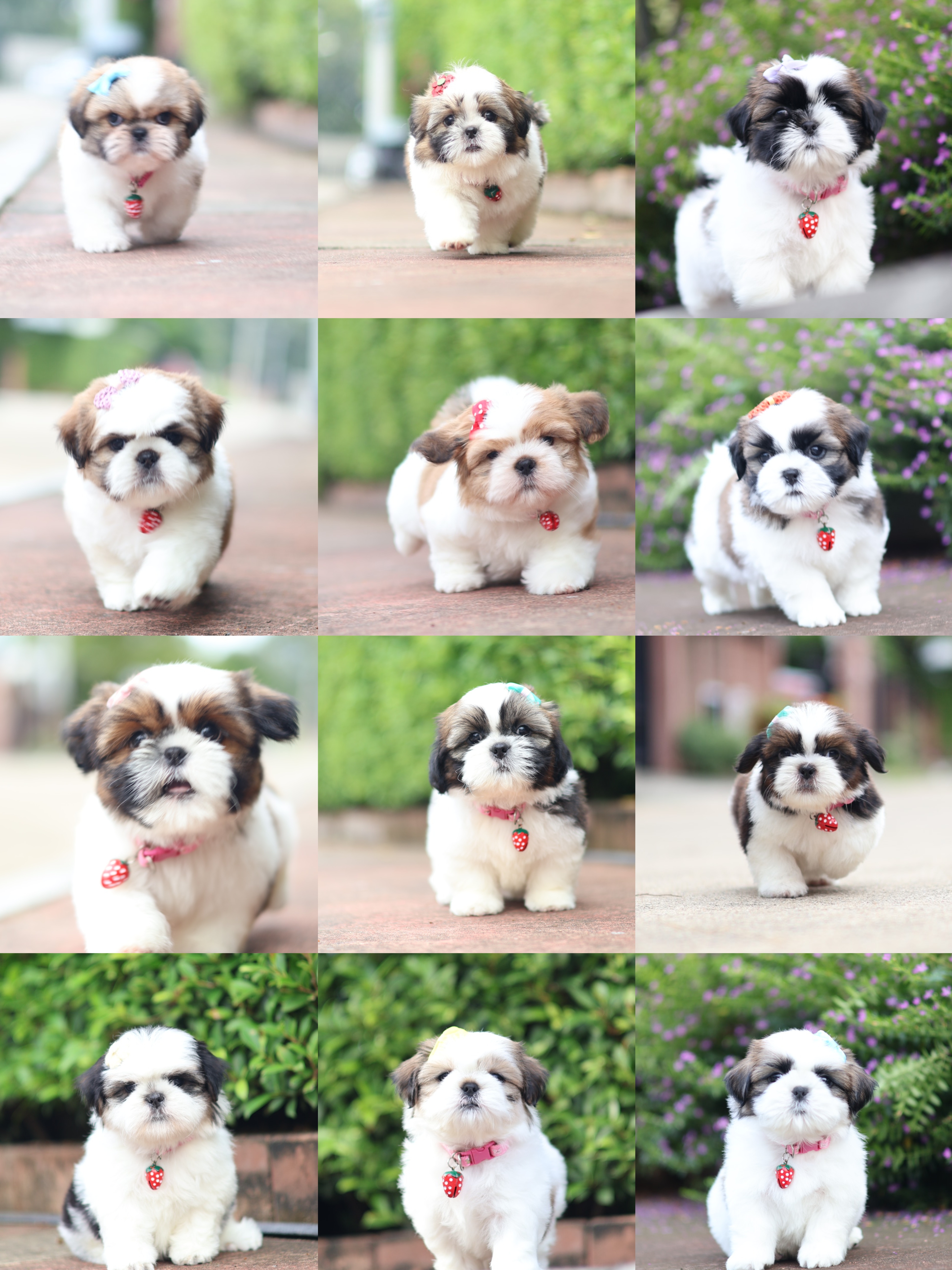 กิ๊ฟซ่าชิสุ