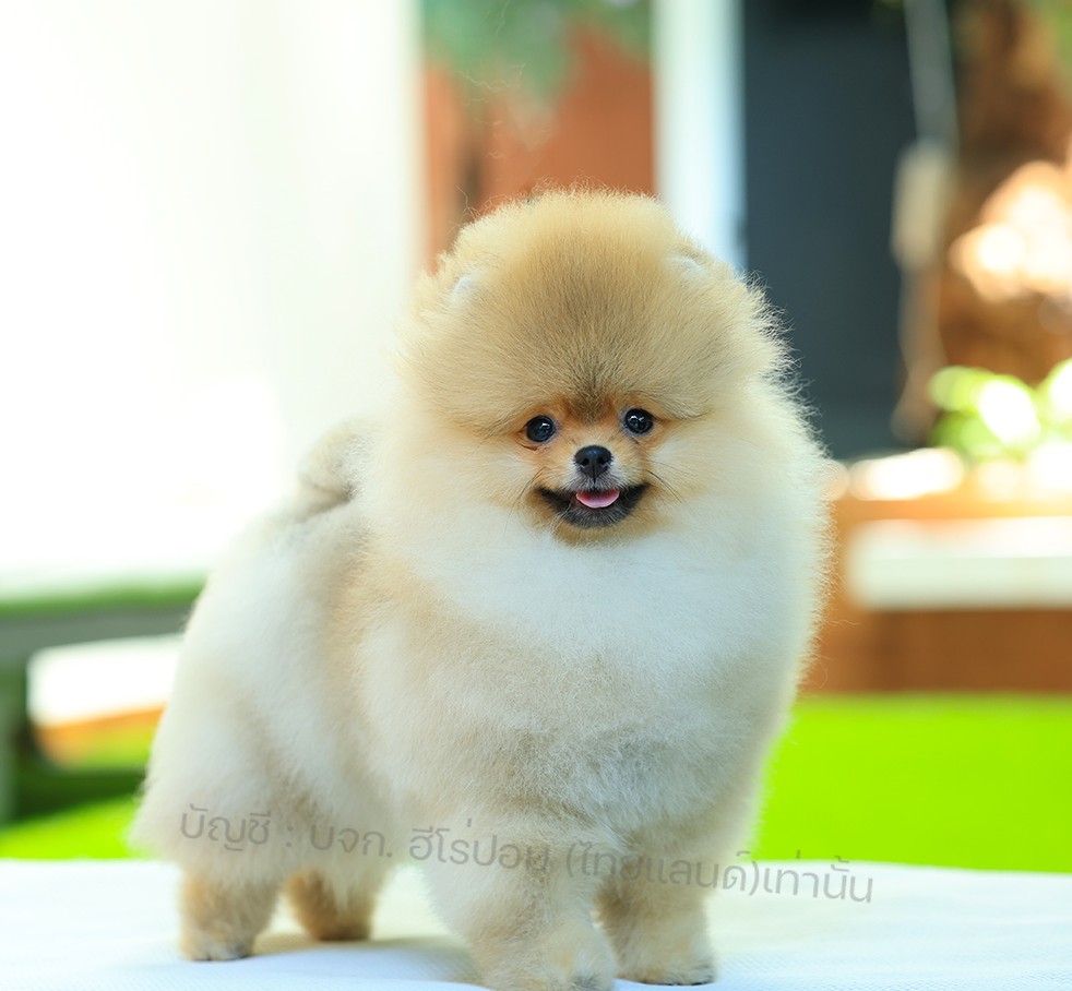 ปอมแท้ ปอมหน้าหมี HRF-10387 เพศหญิง สีส้ม อายุ 2 เดือน ขนแน่น ขาใหญ่ กินเก่ง หน้...