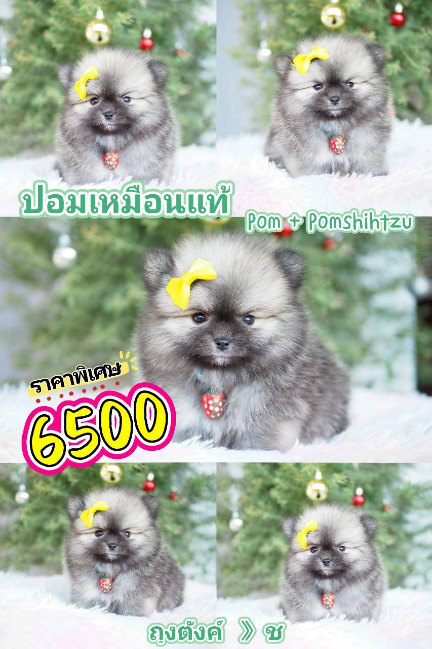 กิ๊ฟซ่า 6500