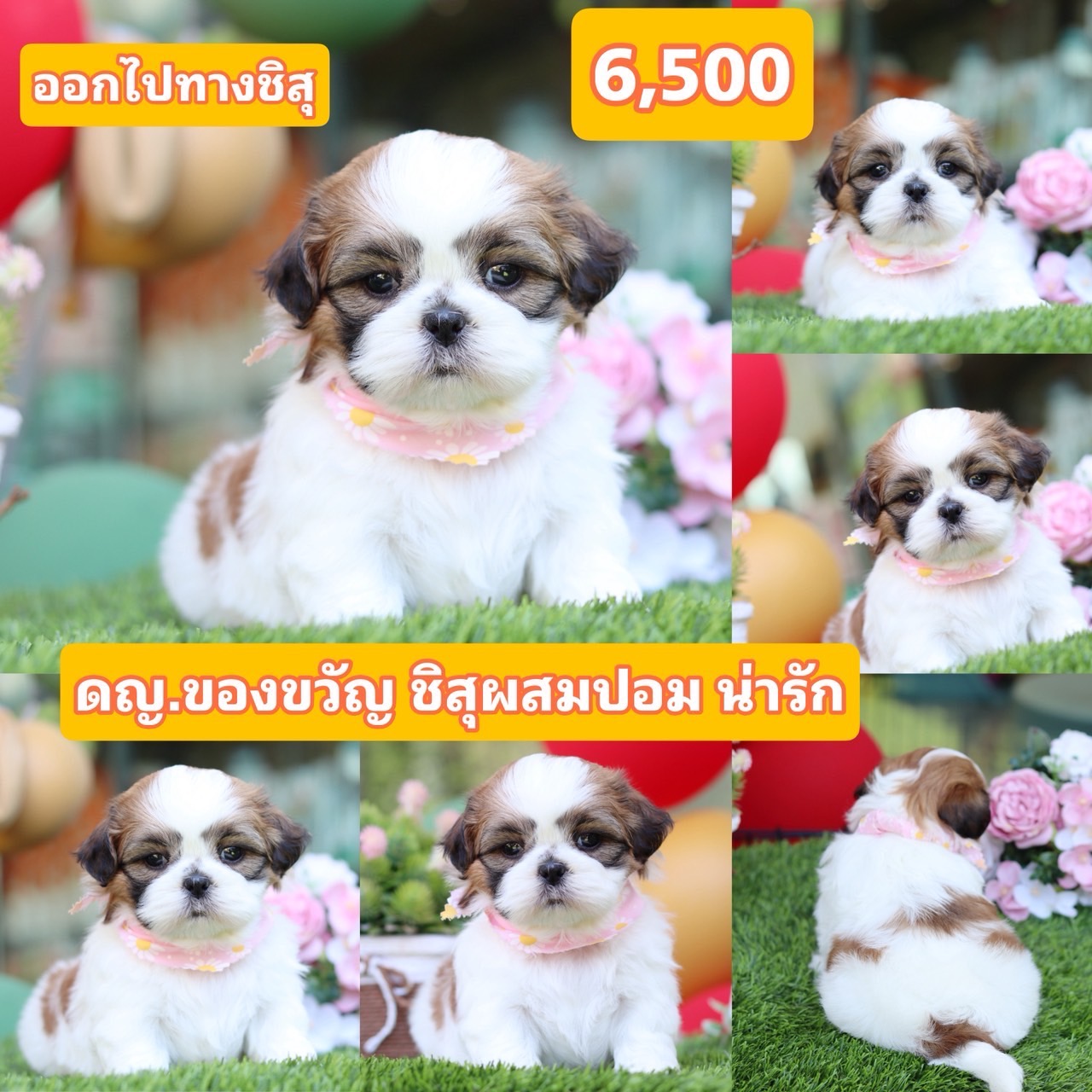 ชิสุผสมปอม