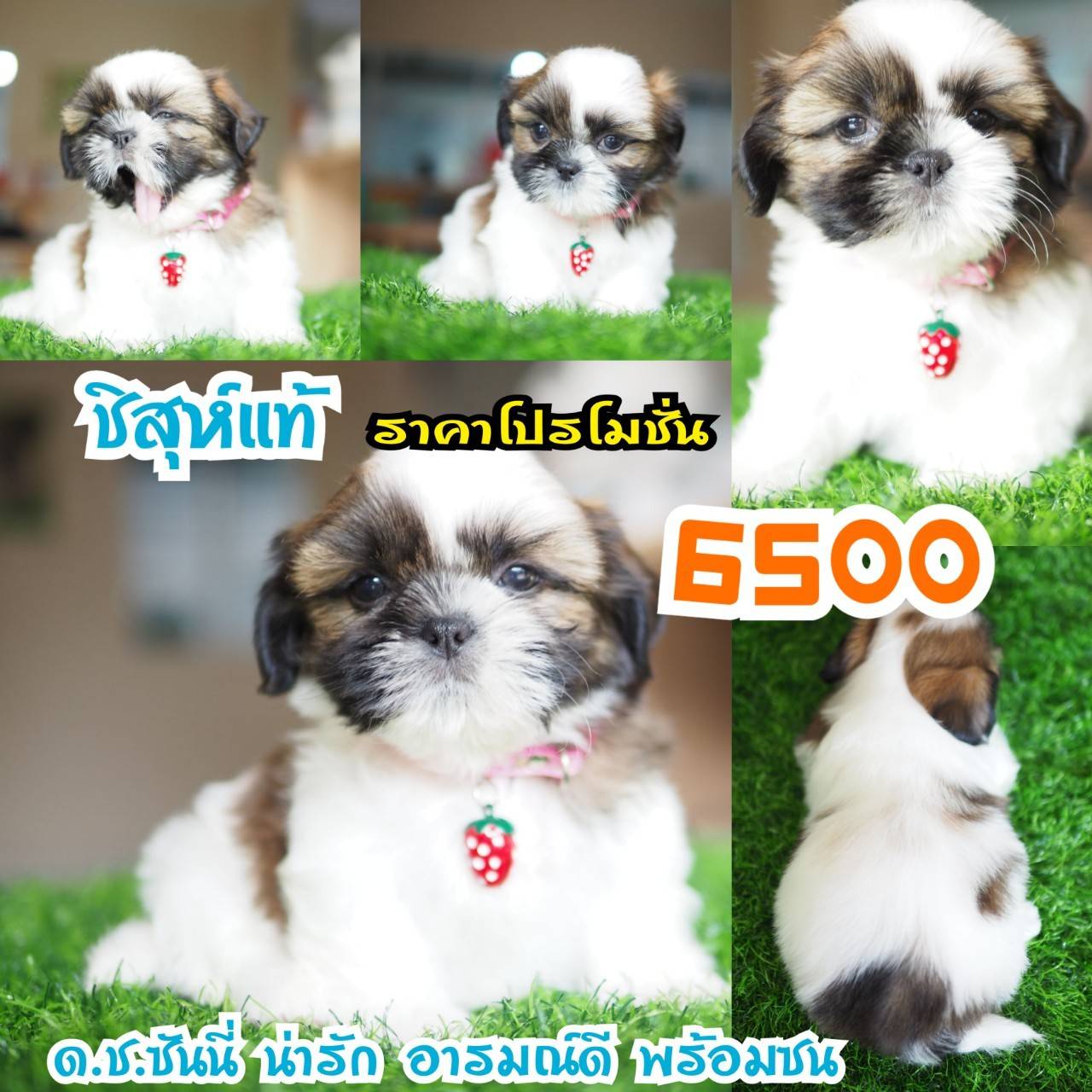 อาณาจักรกิ๊ฟซ่า แหล่งรวบรวม ชิสุห์ สุดน่ารัก