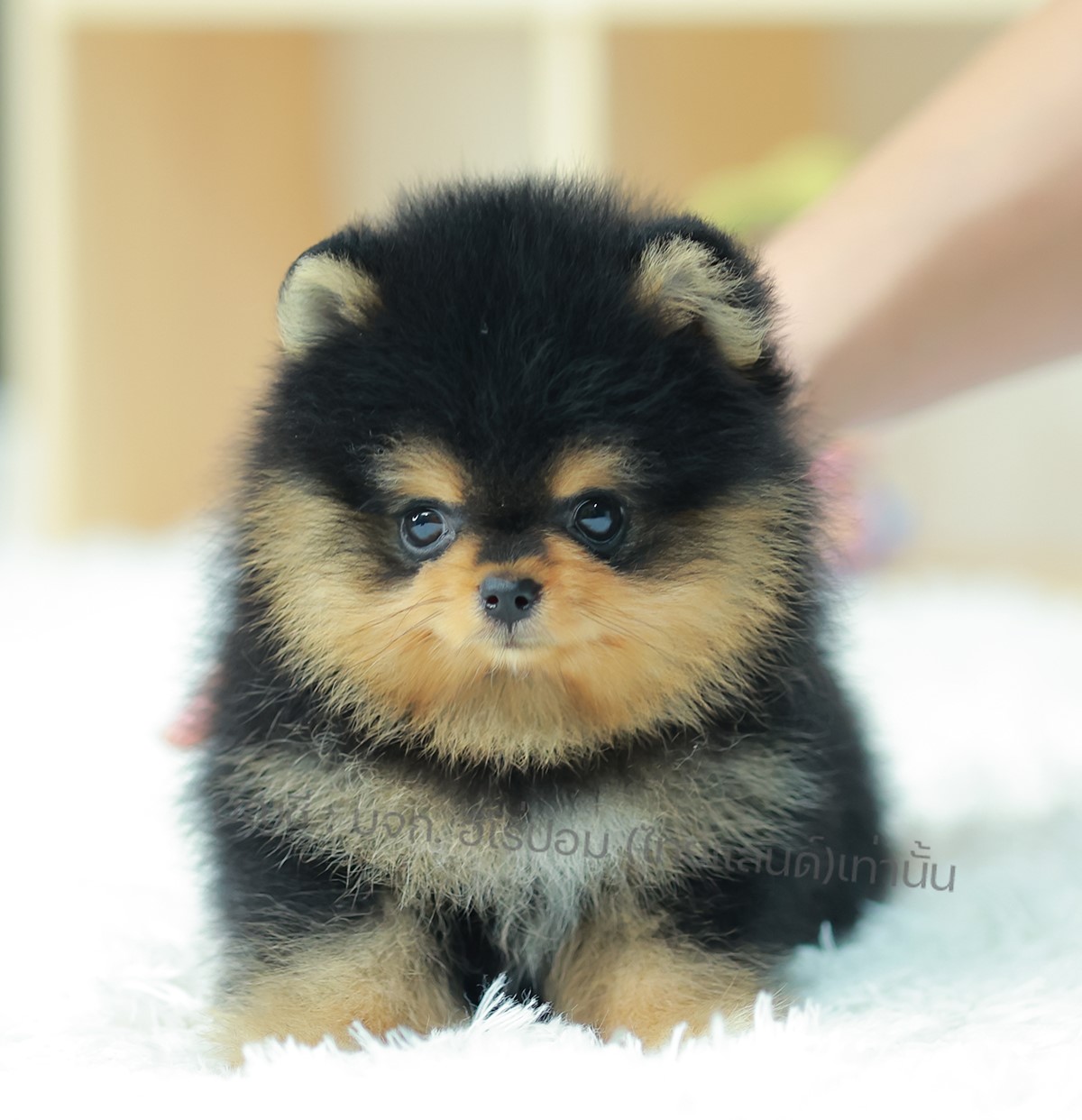 ปอมแท้ ปอมเมอเรเนียน HRM-68101 เพศชาย สีแบล็คแทน อายุ 2 เดือน หน้าตาน่ารัก ขาสั้...