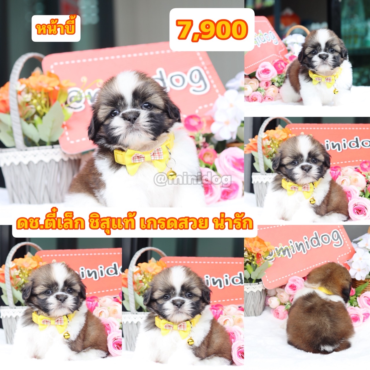 ชิสุแท้เกรดสวย