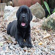  ลูกสุนัขลาบราดอร์สีดำเพศหญิง คลอด 14 กุมภา 2561 น่ารักมาก บ้านกรีนคอร์เนอร์