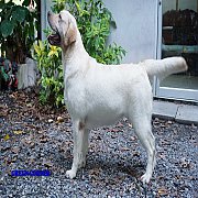 ลูกสุนัขลาบราดอร์สีเหลือง เกิด 9 กันยายน 61 สีเหลือง ชาย 5 หญิง 1พ่อแพทริก กะ แม...