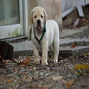 ลูกสุนัขลาบราดอร์ : ลูกทาโน่ กะ รำไทย กำหนดคลอด 15 ตุลาคม 2563 ลูกสุนัขสีเหลืองท...