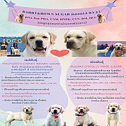 ลูกสุนัขพันธุ์ลาบราดอร์ (สีเหลือง) ฟาร์มกรีนคอร์เนอร์ คลอด 12 มีนาคม 66 นัดเพื่อ...