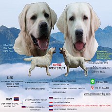 ลูกสุนัขพันธุ์ลาบราดอร์ (สีเหลือง) ฟาร์มกรีนคอร์เนอร์ คลอด 18 กรกฎาคม 2566