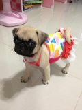 น้องปั๊ก อายุ3 เดือน