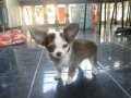 ขายน้องชิวาวาสีแฟนซีหัวแอปเปิ้ล 4,500 
