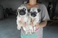 ขายลูกปั๊กอ้วนๆ ผู้2 เมีย1 หน้าบี้ น่ารักมากๆ กินเก่งและซนมากๆ (น้องอยู่ชลบุรีค่...