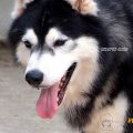 framsook husky เปิดรับผสมพ่อพันธ์ไซบีเรียนฮัสกี้สีblack&whiteตัวใหญ่โครงสร้า...