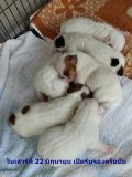 Update ลูกแจ๊ครัสเซล"แม่ดุ๊กดิ๊ก"รับจองเสาร์ที่ 22 มิถุนายนครับ