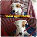 ตัวเมียตัวสุดท้าย ลูกดุ๊กดิ๊ก+ไตตั้น ครับ ราคาพิเศษ