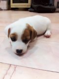  น้องแจ๊คเพศผู้ ตัวสุดท้าย (ปิดการขาย)