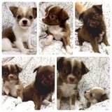 ขายน้องชิวาวา เพศเมีย 3ตัว.   5,000