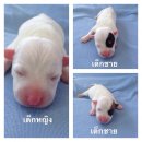 ขายลูกหมาแจ็สรัชเชลล์