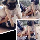 อัพๆ น้องปั๊ก เพศเมีย จ้ำมั่ม ริงเกิ้ลล้น ตัวละ 5500 ส่งฟรี