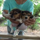 บีเกิ้ลหาบ้านใหม่คะ