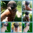 ขายน้องปั๊กน้อย ร่าเริง น่ารัก ขี้อ้อน เพศผู้1ตัว 