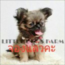 LITTLE DOG'S FARM : จองแล้วจ้า สาวน้อยชิวาวา ขนยาว ขนแน่น หน้าสั้น ราคาพิเศษจ้า