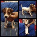 ขายลูกสุนัข แจ๊ครัสเซล ไม่ตัดหาง  Jack Russel avaliable 