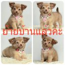 LITTLE DOG'S FARM : ย้ายบ้านแล้วค่ะ ขนยาว สีน้ำตาลแดง(ชอคโกแลตอ่อน) มีคลิปให้ชมจ...