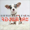 LITTLE DOG'S FARM : จองแล้วค่ะ ชิวาวาขนสั้น สีขาว-เทา มีคิ้ว มีแก้ม ราคาพิเศษ