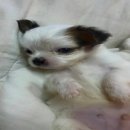 ชิวาวาแท้ขนยาวไซส์เล็กมาก