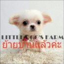 LITTLE DOG'S FARM : ย้ายบ้านแล้วค่ะ ชิวาวาขนยาว ตัวเล็กๆ สีขาว ตาโต หัวสวย  ปากส...