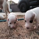 ขายลูกJack Russell เพศผู้1 เพศเมีย1 เกิดวันที่14/02/58 ครับ