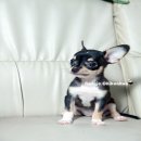 ชิวาวาเพศเมียไซด์เล็ก มีพ่อ-แม่ให้ดู