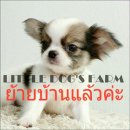 LITTLE DOG'S FARM : ย้ายบ้านแล้วค่ะ ชิวาวาขนยาว หน้าสวยแบ๊วๆ มีคลิปล่าสุดให้ชมค่...