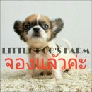 LITTLE DOG'S FARM : จองแล้วค่ะ ชิวาวาขนยาว สีแฟนซีขาว-น้ำตาล มีคลิปให้ชมจ้า