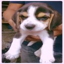 ขายสุนัขบีเกิ้ลสายเลือดแชมป์ เพศเมีย 2 ตัว บางกะปิ กทม