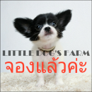 LITTLE DOG'S FARM : จองแล้วค่ะ ชิวาวาขนยาว สีแฟนซี-ขาวดำ น่ารักๆจ้า