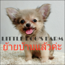 LITTLE DOG'S FARM : ย้ายบ้านแล้วค่ะ ชิวาวาขนยาว สีน้ำตาล น่ารักๆ วัคซีน2เข็ม อัพ...