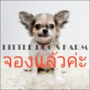 LITTLE DOG'S FARM : จองแล้วค่ะ!!!!! ชิวาวาขนยาว สีแฟนซีขาว-น้ำตาล น่ารักๆ อัพเดต...