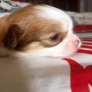 เปิดจองลูกชิวาวาเพศผู้ขนยาว