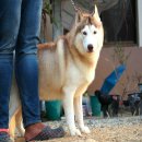breed line siberians by blizzard&pettite 