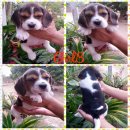 ขายน้องบีเกิ้ลน้อย2สี3สี มาร์คสวยๆ น่ารัก แสนรู้ ฉลาด ขี้เล่น ร่าเริง อ้วนจ้ำม่ำ...