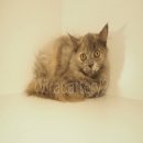 Scottish Fold SCFC หน้าสวยฟอร์มดีราคาถูก