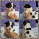 ด.ญ.มะเฟือง ชิวาวาเพศเมีย สีขาวชอค พร้อมย้ายบ้านคะ