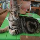 ขายอเมริกันชอตแฮร์