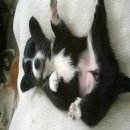 ชิวาวาบ้าน ขน 2 ชั้น ไซร์เล็ก เพศเมีย เกิด 1 ส.ค.59  สีดำ สุนัขบ้าน 