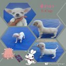 ด.ญ. ชิวาวา ขนสั้น T-cup